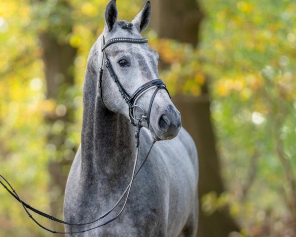 horse Zinimini Blue (Oldenburg show jumper, 2021, from Zirocco Blue)