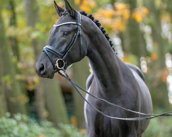 horse Da Guckst Du 4 (Oldenburg, 2021, from Dynamic Dream)