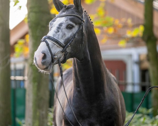 horse Hengst von Condoctro / Christ (German Sport Horse, 2021, from Condoctro 3)