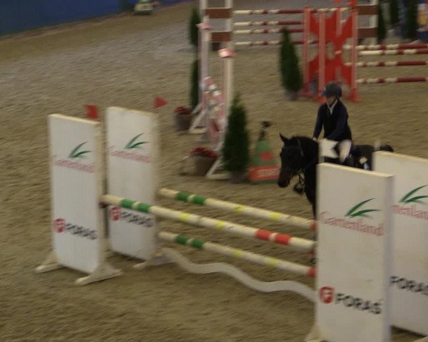 Reitturnier Salzwedel 2023