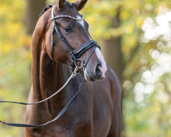 stallion For Champ (Oldenburg show jumper, 2021, from For Planet) stallion For Champ (Oldenburg show jumper, 2021, from For Planet)