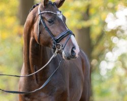 Deckhengst For Champ (Oldenburger Springpferd, 2021, von For Planet)