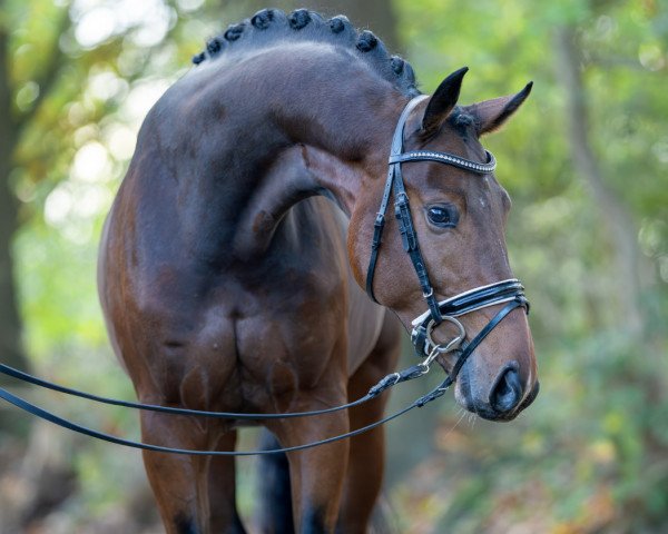 stallion Zackham (Hanoverian, 2021, from Blue Hors Zackerey)
