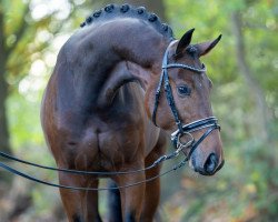 Deckhengst Zackham (Hannoveraner, 2021, von Blue Hors Zackerey)