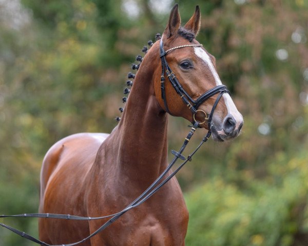 Springpferd Canoche de Ronda (Oldenburger Springpferd, 2021, von Chacfly PS)