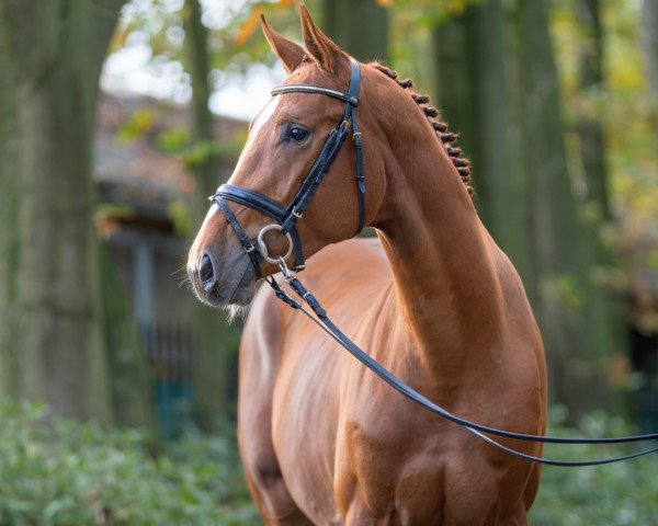 horse Dimento MW (German Sport Horse, 2021, from Diamant de Semilly)