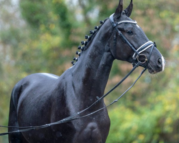 Pferd Du Nord (Oldenburger, 2021, von Danciero 7)