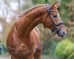 horse Hengst von Millennium Star / Dramatiker (Mecklenburg, 2021, from Millennium Star 2)