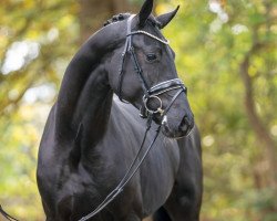 horse Fürst Fantomas von Bellin (Oldenburg, 2021, from For Romance I)