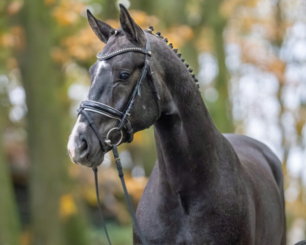 stallion Bondolo (Oldenburg, 2021, from Bonds) stallion Bondolo (Oldenburg, 2021, from Bonds)