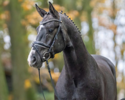 stallion Bondolo (Oldenburg, 2021, from Bonds)