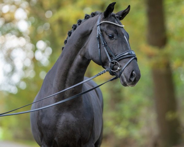 Pferd Sir Bernhard 6 (Westfale, 2021, von Sir Heinrich OLD)