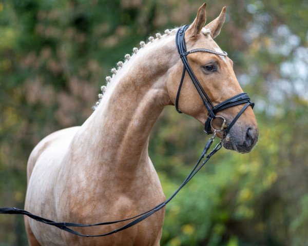 horse Vorpommern (Rhinelander, 2021, from Vidar)
