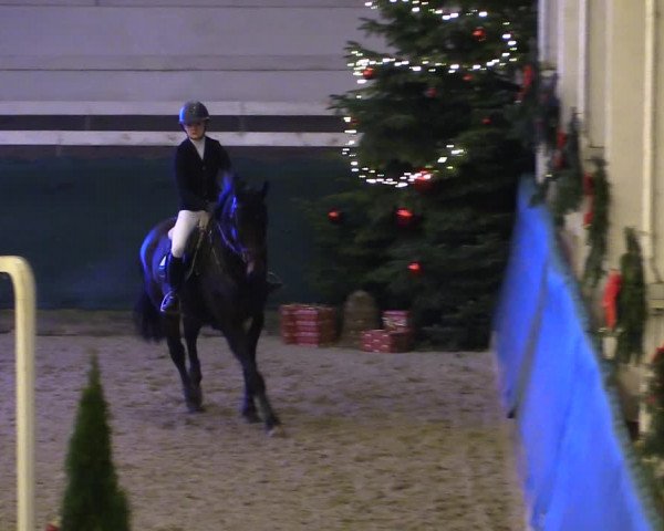 Reitturnier Salzwedel 2023