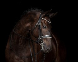 dressage horse Milano 279 (Rhinelander, 2016, from Marqués)