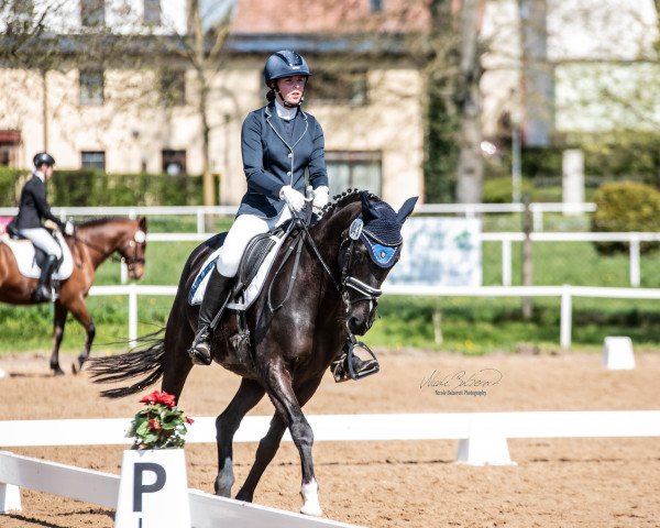 broodmare Dakota 477 (German Sport Horse, 2012, from Domherr)