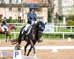 broodmare Dakota 477 (German Sport Horse, 2012, from Domherr)