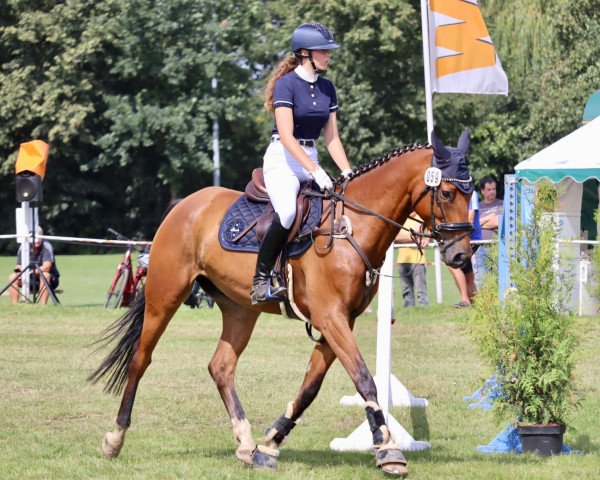 jumper Charmeur 496 (German Sport Horse, 2017, from Carleyle)