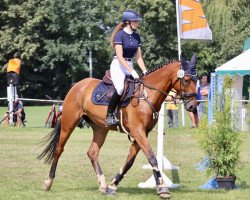 jumper Charmeur 496 (German Sport Horse, 2017, from Carleyle)