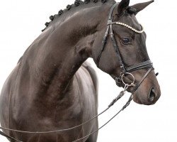 horse Jackson (Westphalian, 2021, from Jovian)