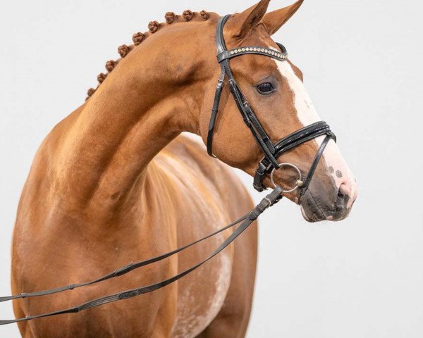 horse Fifth Avenue (Westphalian, 2021, from Franz Joseph Junior)