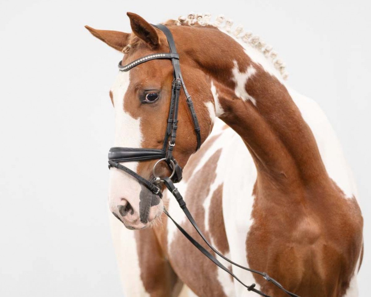 horse Sannazaro E (Westphalian, 2021, from Saintico)