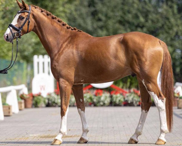 dressage horse Zaubermann 3 (Westphalian, 2019, from Zoom)
