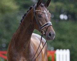 dressage horse Diadora 27 (Westphalian, 2019, from Diamond Deluxe)