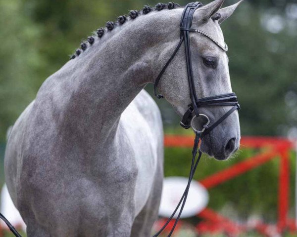 jumper Coletta 50 (Westphalian, 2019, from K.i Checkter)
