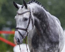jumper Cornet's Deluxe (Westphalian, 2018, from Cornet Obolensky)