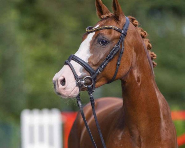 Pferd Diamantenzauber (Deutsches Reitpony, 2017, von Diamond Touch NRW)