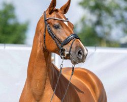 Zuchtstute Vivien (Westfale, 2016, von Vitalis)
