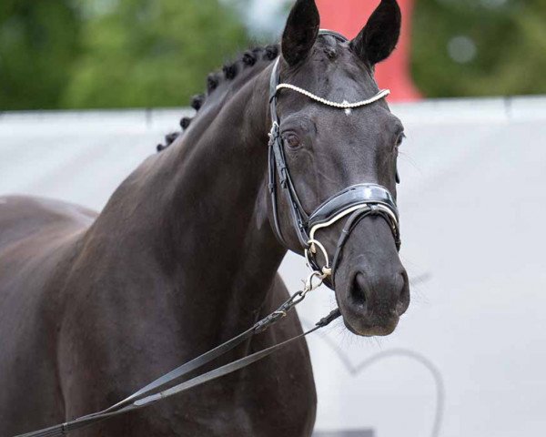 broodmare Daria (Hanoverian, 2016, from Danciano) broodmare Daria (Hanoverian, 2016, from Danciano)