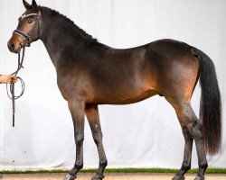 horse Disney King (German Riding Pony, 2019, from D-Power AT)