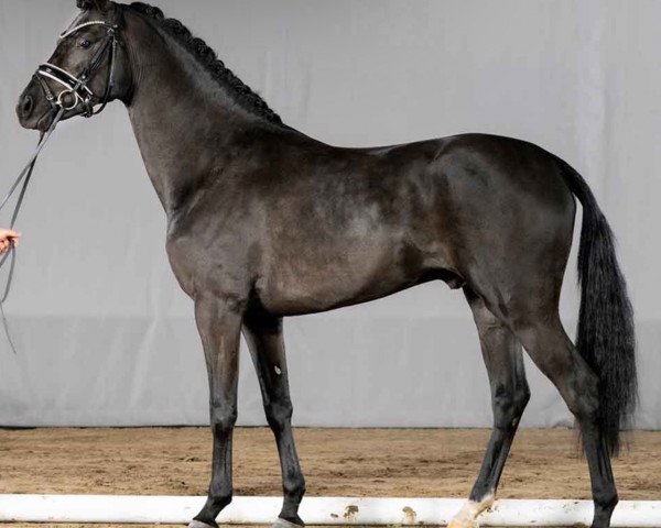 stallion Designer (German Riding Pony, 2019, from Designed in Black AT)