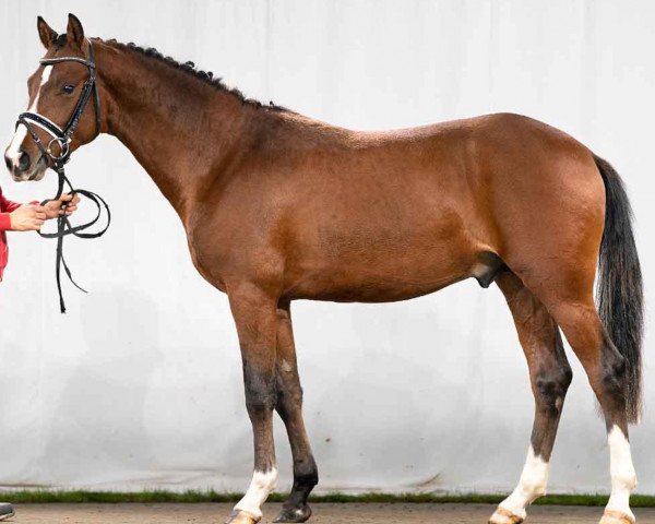 horse Herzblut N (German Riding Pony, 2019, from Herzkönig NRW)