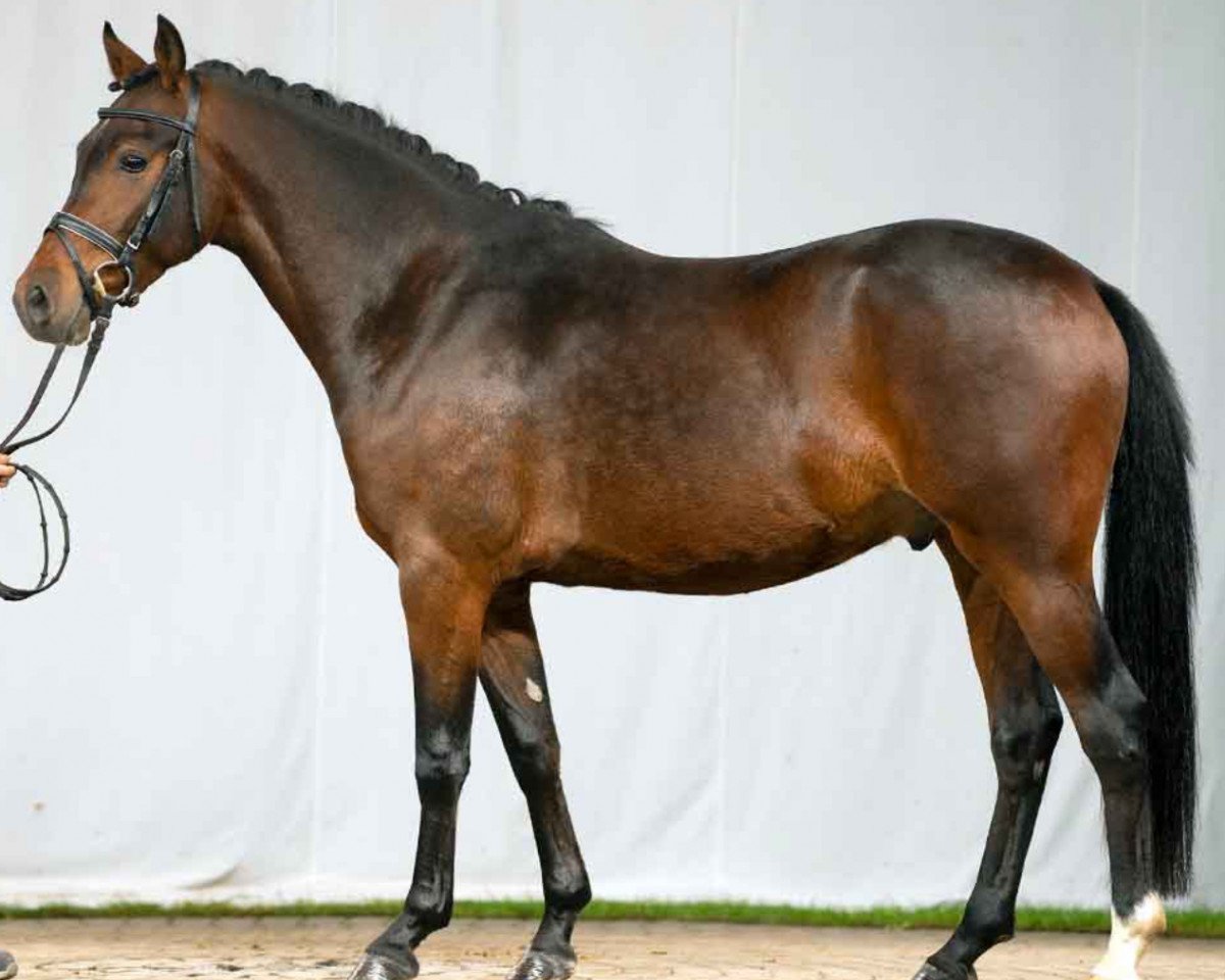 dressage horse Adaggio W (Westphalian, 2019, from A new Star)