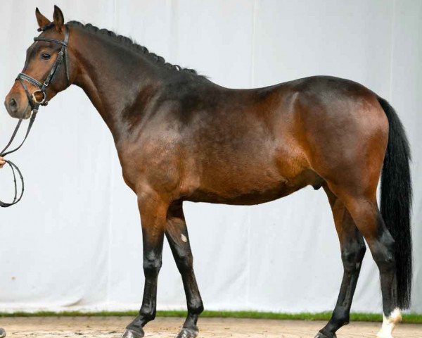 Dressurpferd Adaggio W (Westfale, 2019, von A new Star)