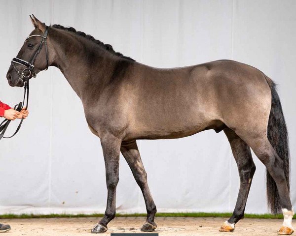 horse Dante (German Riding Pony, 2019, from Danny Gold)