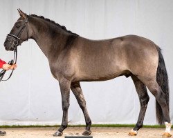 Pferd Dante (Deutsches Reitpony, 2019, von Danny Gold)