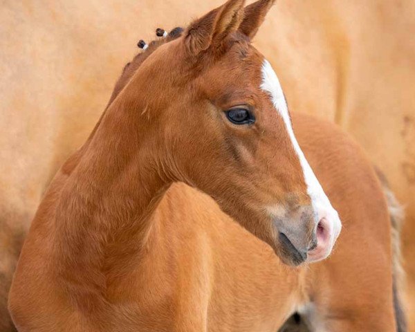 horse Michael PL (German Riding Pony, 2023, from FS Mr. Right)