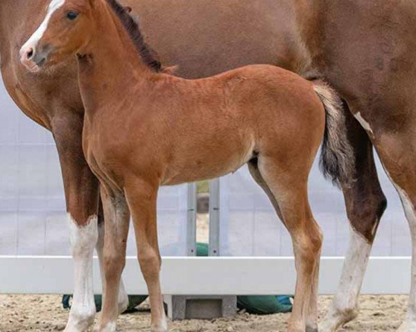 horse Glückskind (German Riding Pony, 2023, from Glück Auf A)