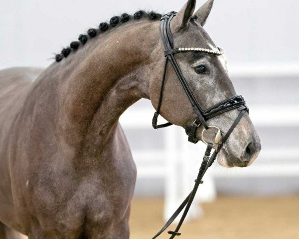 horse Herzbube (Oldenburg show jumper, 2020, from HICKSTEAD WHITE)