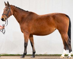 broodmare Copellia (Selle Français, 2012, from Kannan)
