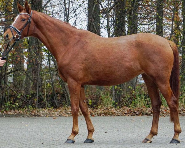 horse Fidele (Westphalian, 2016, from Fürsten-Look)