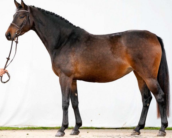 Zuchtstute Cornet's Candice (Westfale, 2017, von Cornet Obolensky)