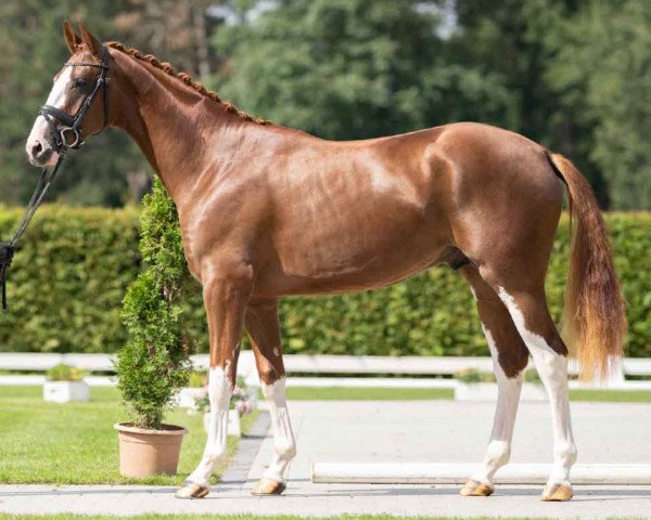 horse Zanzaro (Hanoverian, 2019, from Zoom)