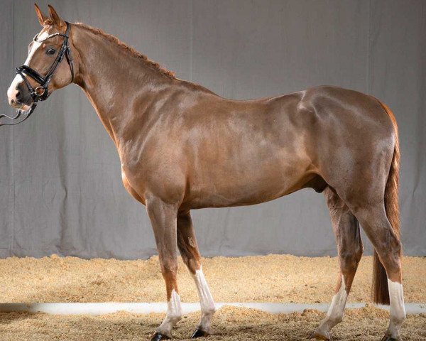 dressage horse Dragonheart (German Riding Pony, 2015, from Dance Star AT NRW)