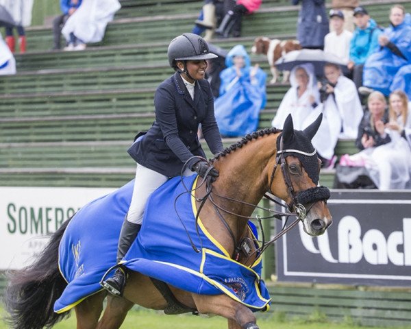 jumper Zoho Q (Swedish Warmblood, 2005, from Carte D'Or)