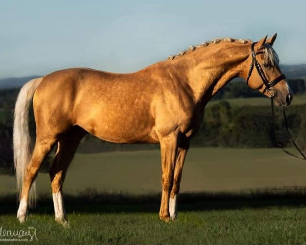 Pferd Fenati Gold S (Belgisches Warmblut, 2015, von Ferguson)